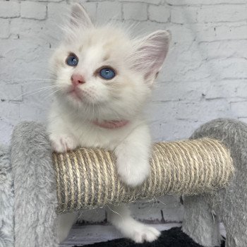 chaton Ragdoll tabby point & blanc Rose Les Ragdolls de la Croisette