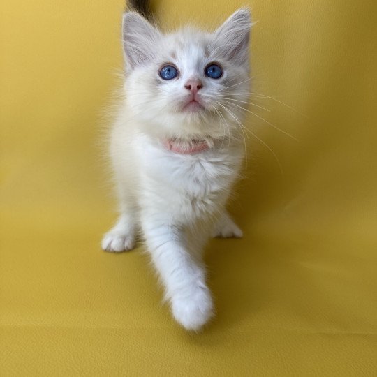 chaton Ragdoll tabby point & blanc Rose Les Ragdolls de la Croisette