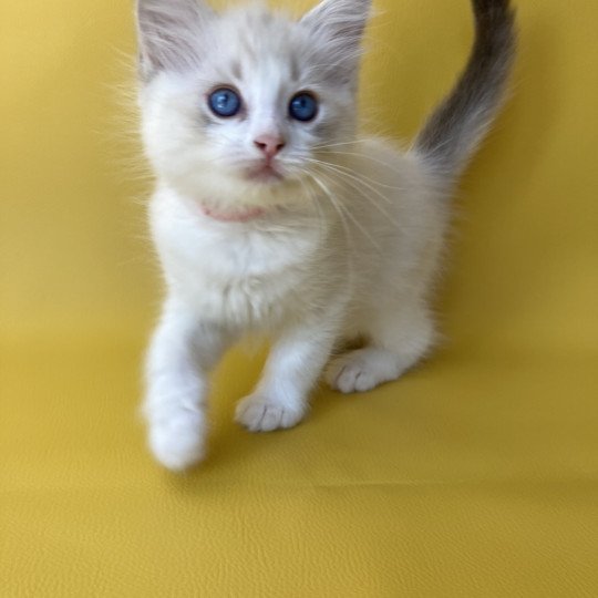 chaton Ragdoll tabby point & blanc Rose Les Ragdolls de la Croisette