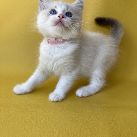 chaton Ragdoll tabby point & blanc Rose Les Ragdolls de la Croisette