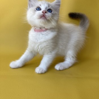 chaton Ragdoll tabby point & blanc Rose Les Ragdolls de la Croisette