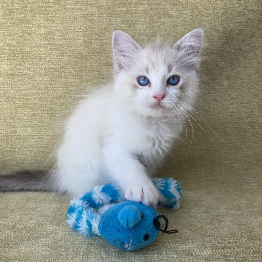 chaton Ragdoll tabby point & blanc Scarlett Les Ragdolls de la Croisette