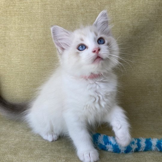 chaton Ragdoll tabby point & blanc Scarlett Les Ragdolls de la Croisette