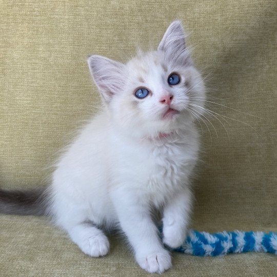 chaton Ragdoll tabby point & blanc Scarlett Les Ragdolls de la Croisette