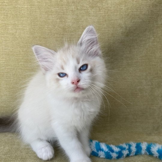 chaton Ragdoll tabby point & blanc Scarlett Les Ragdolls de la Croisette