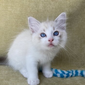 chaton Ragdoll tabby point & blanc Scarlett Les Ragdolls de la Croisette