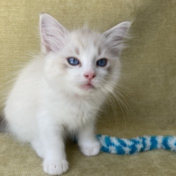 chaton Ragdoll tabby point & blanc Scarlett Les Ragdolls de la Croisette