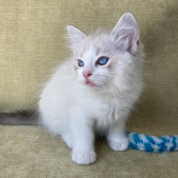 chaton Ragdoll tabby point & blanc Scarlett Les Ragdolls de la Croisette chaton Ragdoll tabby point & blanc Scarlett Les Ragdolls de la Croisette