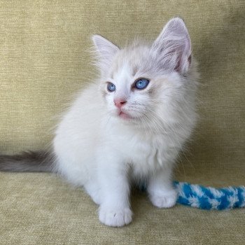 chaton Ragdoll tabby point & blanc Scarlett Les Ragdolls de la Croisette