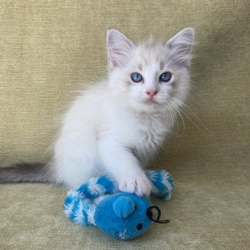 chaton Ragdoll tabby point & blanc Scarlett Les Ragdolls de la Croisette