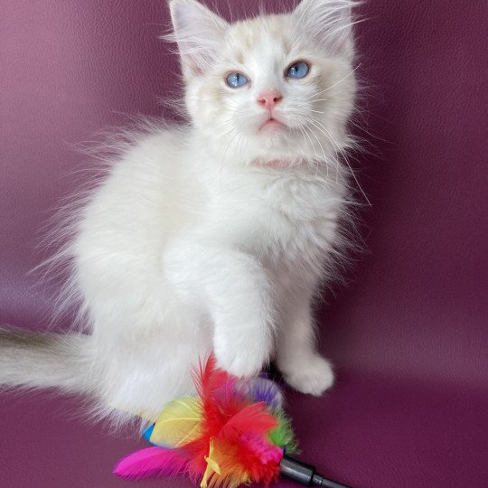 chaton Ragdoll tabby point & blanc Scarlett Les Ragdolls de la Croisette