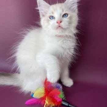 chaton Ragdoll tabby point & blanc Scarlett Les Ragdolls de la Croisette