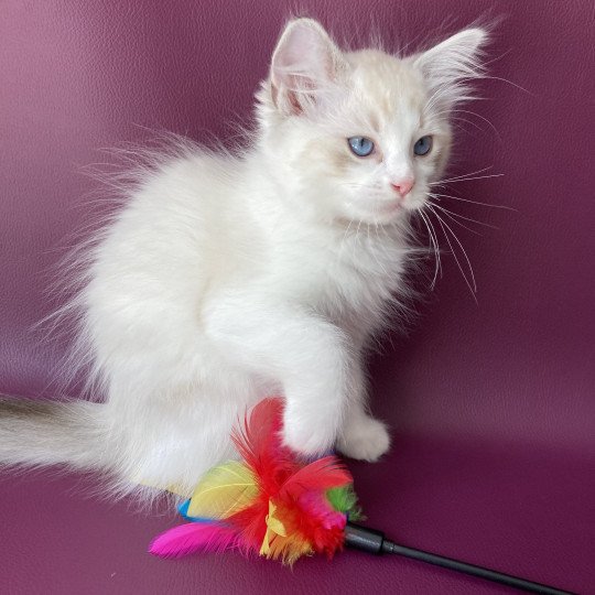 chaton Ragdoll tabby point & blanc Scarlett Les Ragdolls de la Croisette