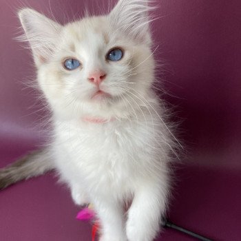 chaton Ragdoll tabby point & blanc Scarlett Les Ragdolls de la Croisette