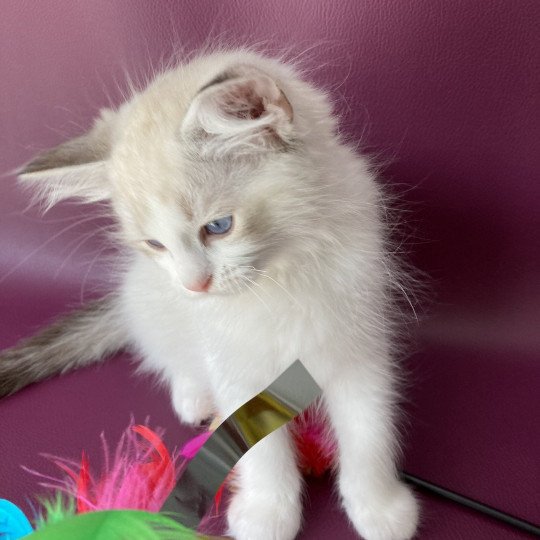 chaton Ragdoll tabby point & blanc Scarlett Les Ragdolls de la Croisette