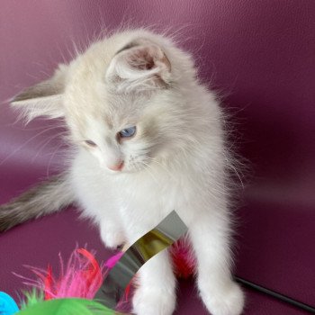 chaton Ragdoll tabby point & blanc Scarlett Les Ragdolls de la Croisette