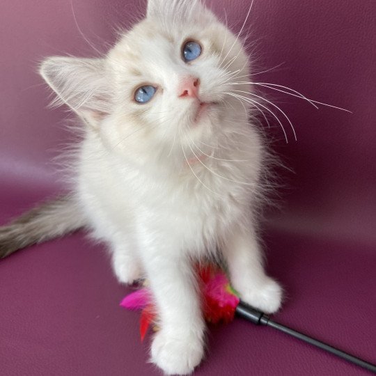 chaton Ragdoll tabby point & blanc Scarlett Les Ragdolls de la Croisette