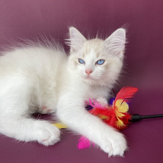 chaton Ragdoll tabby point & blanc Scarlett Les Ragdolls de la Croisette