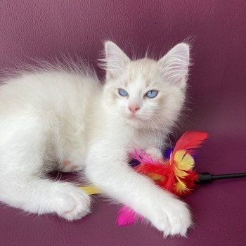 chaton Ragdoll tabby point & blanc Scarlett Les Ragdolls de la Croisette chaton Ragdoll tabby point & blanc Scarlett Les Ragdolls de la Croisette