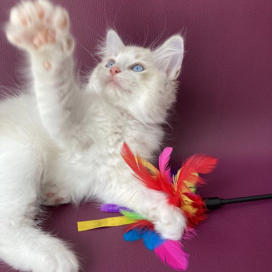 chaton Ragdoll tabby point & blanc Scarlett Les Ragdolls de la Croisette