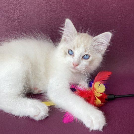 chaton Ragdoll tabby point & blanc Scarlett Les Ragdolls de la Croisette