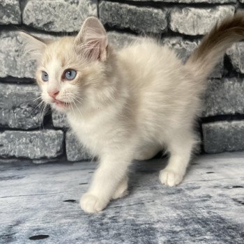 chaton Ragdoll tabby point & blanc Scarlett Les Ragdolls de la Croisette