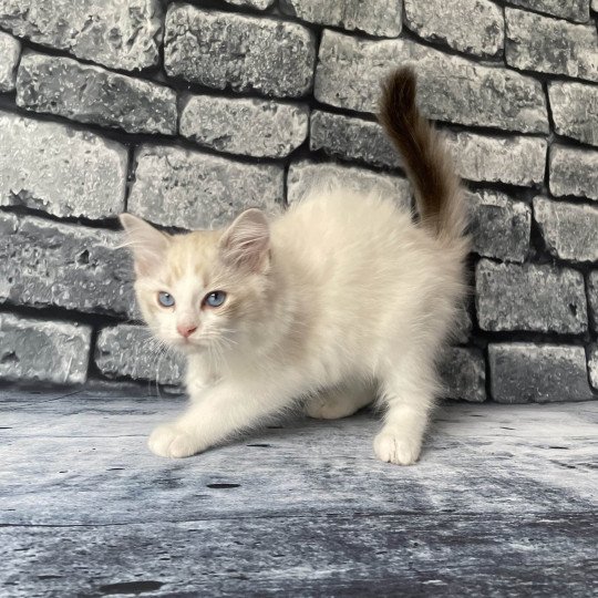 chaton Ragdoll tabby point & blanc Scarlett Les Ragdolls de la Croisette