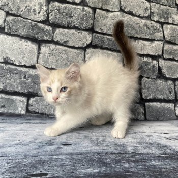 chaton Ragdoll tabby point & blanc Scarlett Les Ragdolls de la Croisette chaton Ragdoll tabby point & blanc Scarlett Les Ragdolls de la Croisette