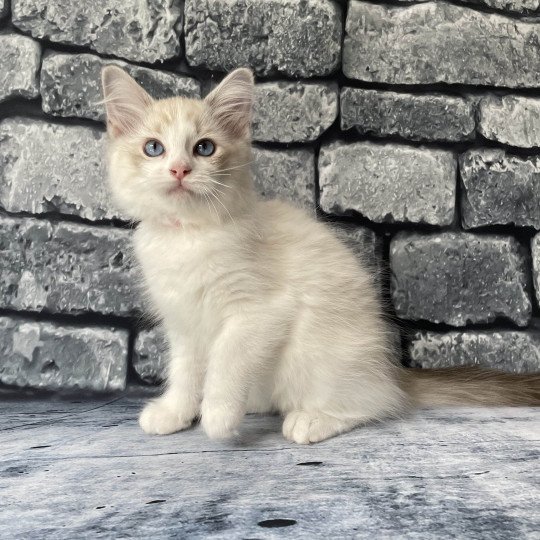 chaton Ragdoll tabby point & blanc Scarlett Les Ragdolls de la Croisette