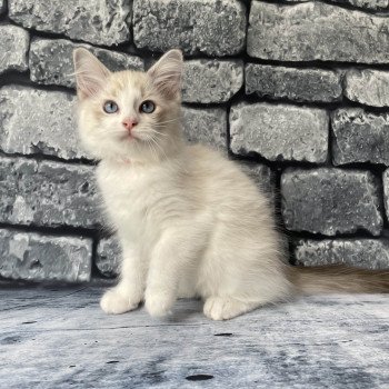 chaton Ragdoll tabby point & blanc Scarlett Les Ragdolls de la Croisette