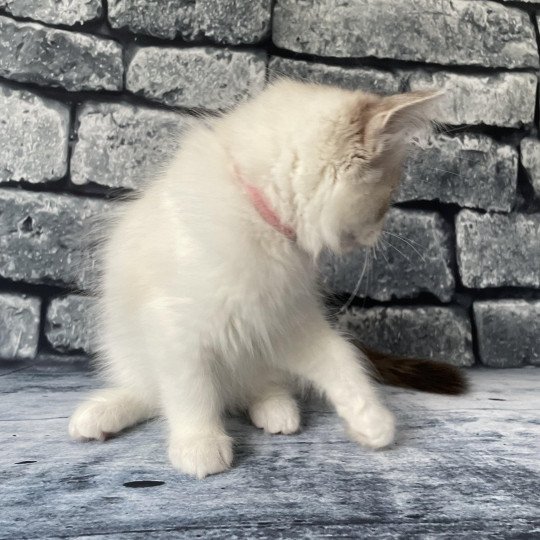 chaton Ragdoll tabby point & blanc Scarlett Les Ragdolls de la Croisette