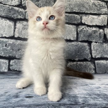 chaton Ragdoll tabby point & blanc Scarlett Les Ragdolls de la Croisette