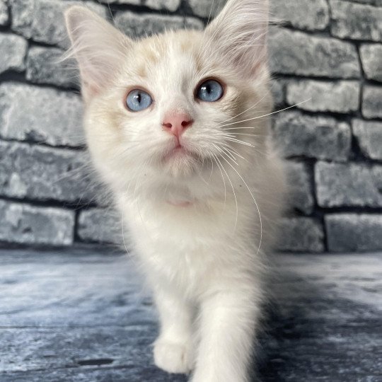 chaton Ragdoll tabby point & blanc Scarlett Les Ragdolls de la Croisette