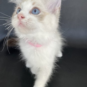 chaton Ragdoll tabby point & blanc Scarlett Les Ragdolls de la Croisette chaton Ragdoll tabby point & blanc Scarlett Les Ragdolls de la Croisette
