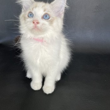 chaton Ragdoll tabby point & blanc Scarlett Les Ragdolls de la Croisette