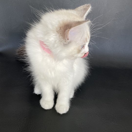 chaton Ragdoll tabby point & blanc Scarlett Les Ragdolls de la Croisette