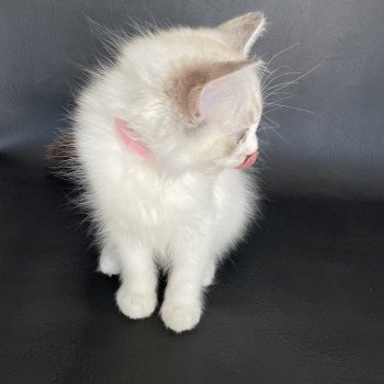 chaton Ragdoll tabby point & blanc Scarlett Les Ragdolls de la Croisette