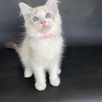 chaton Ragdoll tabby point & blanc Scarlett Les Ragdolls de la Croisette