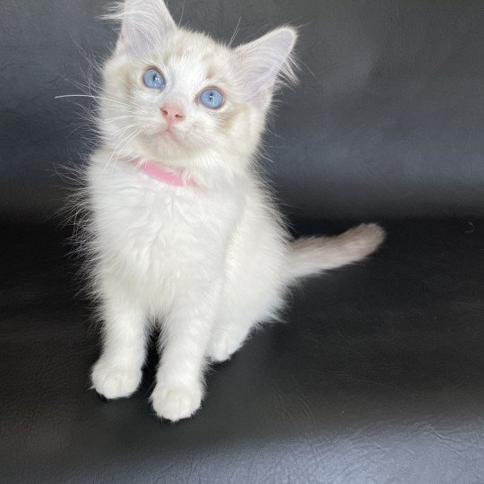 chaton Ragdoll tabby point & blanc Scarlett Les Ragdolls de la Croisette