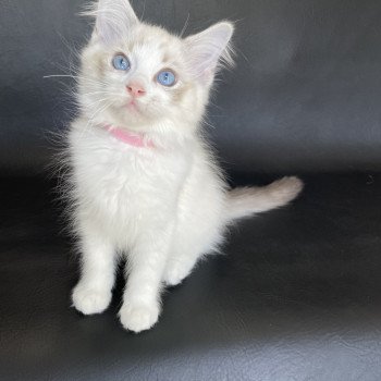 chaton Ragdoll tabby point & blanc Scarlett Les Ragdolls de la Croisette