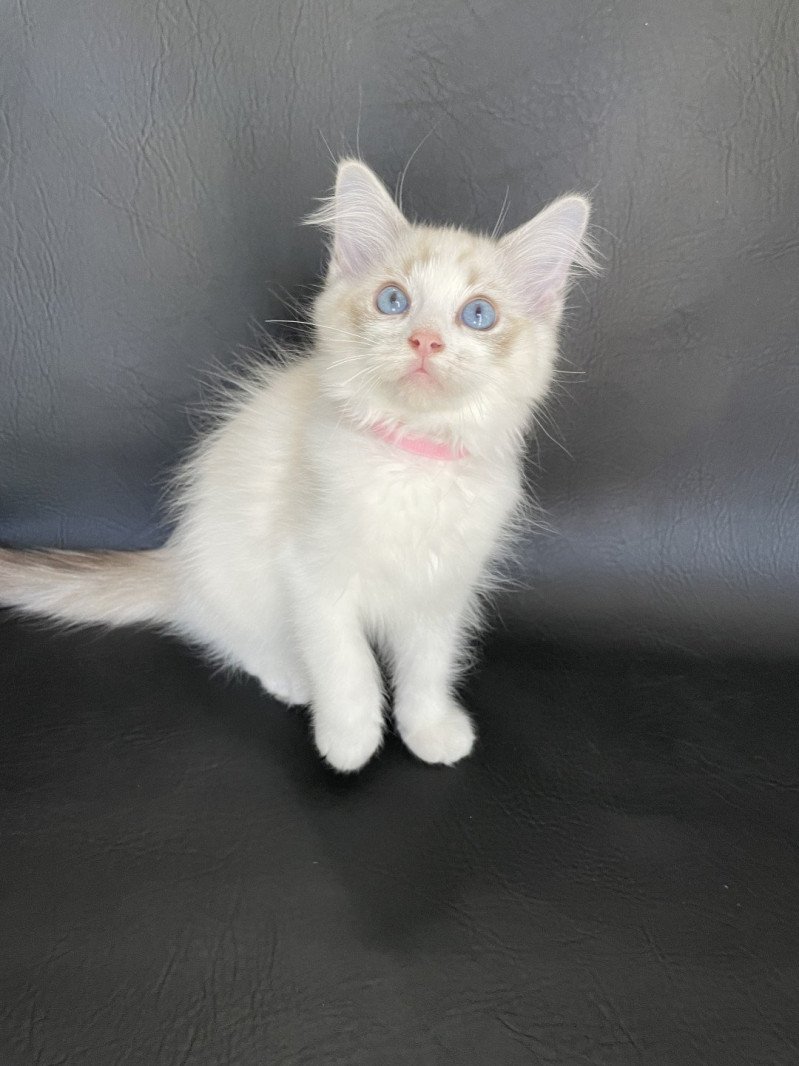 Scarlett De La Croisette Femelle Ragdoll