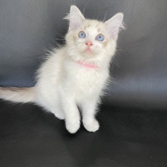 chaton Ragdoll tabby point & blanc Scarlett Les Ragdolls de la Croisette