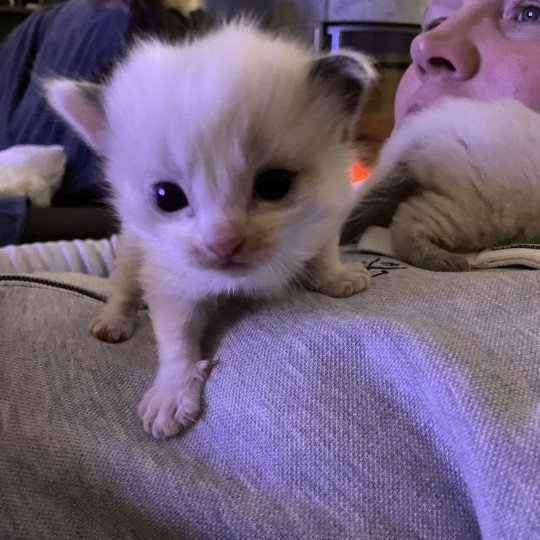 chaton Ragdoll Rose Les Ragdolls de la Croisette