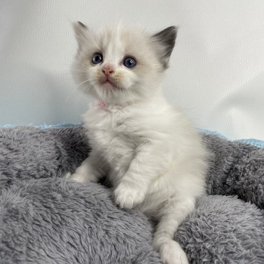 chaton Ragdoll seal point bicolor Umi rose Les Ragdolls de la Croisette