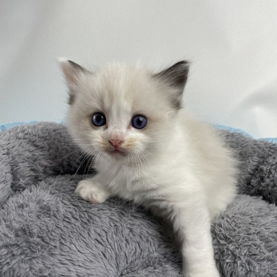 chaton Ragdoll seal point bicolor Umi rose Les Ragdolls de la Croisette