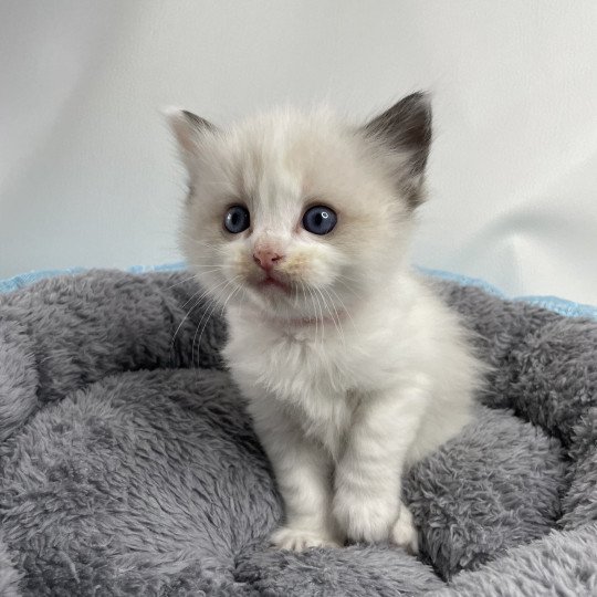 chaton Ragdoll seal point bicolor Umi rose Les Ragdolls de la Croisette