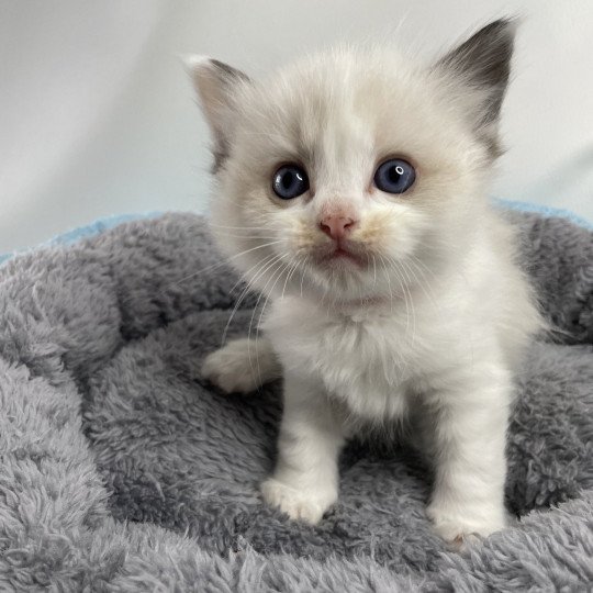 chaton Ragdoll seal point bicolor Umi rose Les Ragdolls de la Croisette