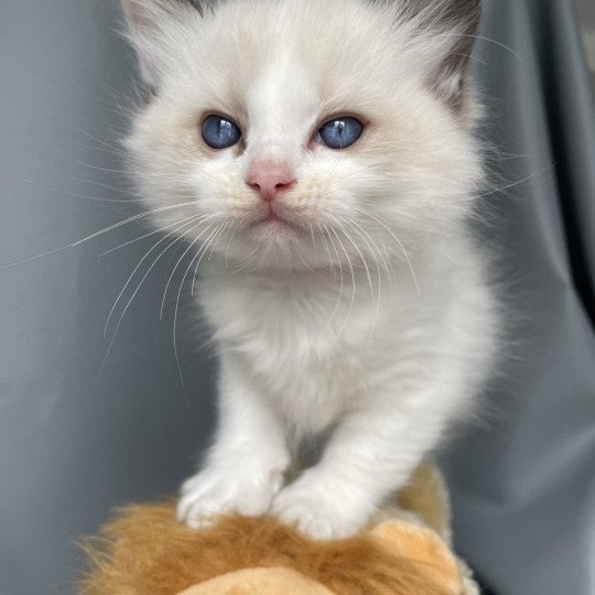 chaton Ragdoll seal point bicolor Umi rose Les Ragdolls de la Croisette