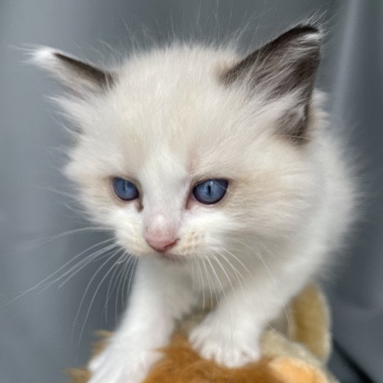 chaton Ragdoll seal point bicolor Umi rose Les Ragdolls de la Croisette