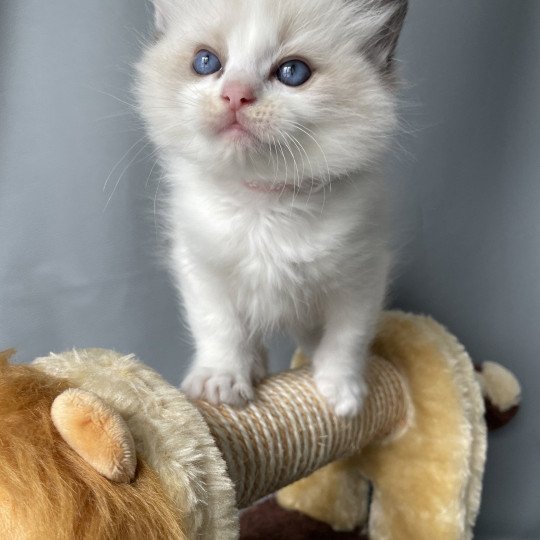 chaton Ragdoll seal point bicolor Umi rose Les Ragdolls de la Croisette